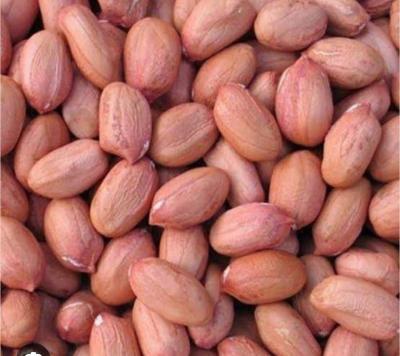 मूंगफली दाना 100g